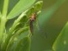 Baetis sp.